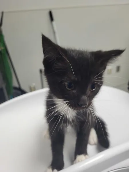 A baby small-sized female Domestic Short Hair cat named Pen  Bebe for adoption in Lawrenceville, GA