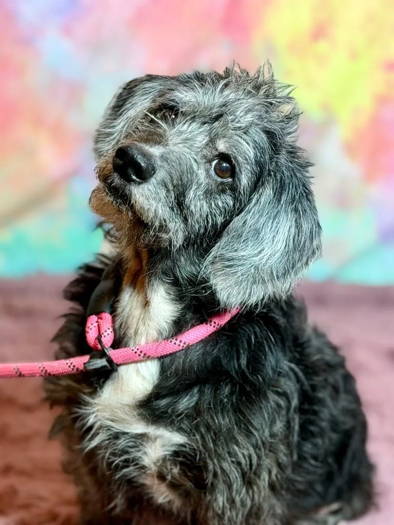 A senior medium-sized male Terrier dog named Bernard for adoption in Wintersville, OH