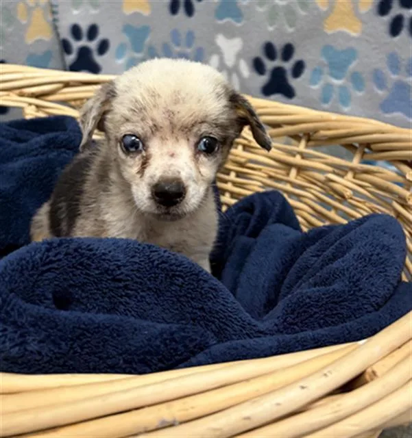A baby small-sized male Australian Shepherd dog named Volvo for adoption in Rosenberg, TX