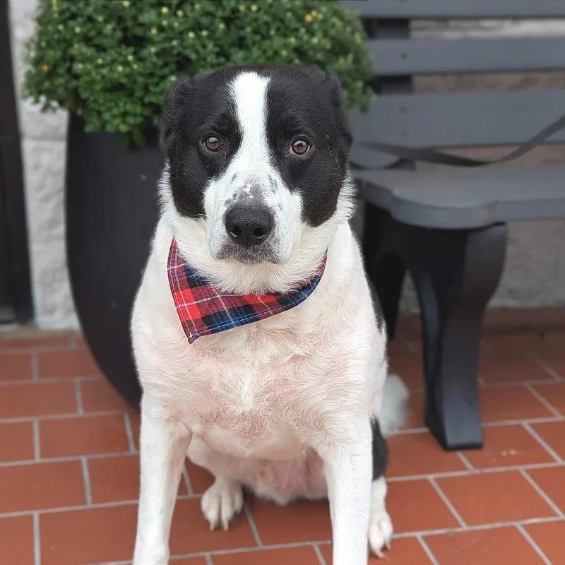 An adult large-sized male Border Collie dog named Romeo for adoption in Helena, AL
