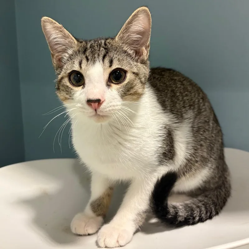 A baby medium-sized male White Domestic Short Hair cat named Curly for adoption in Chattanooga, TN