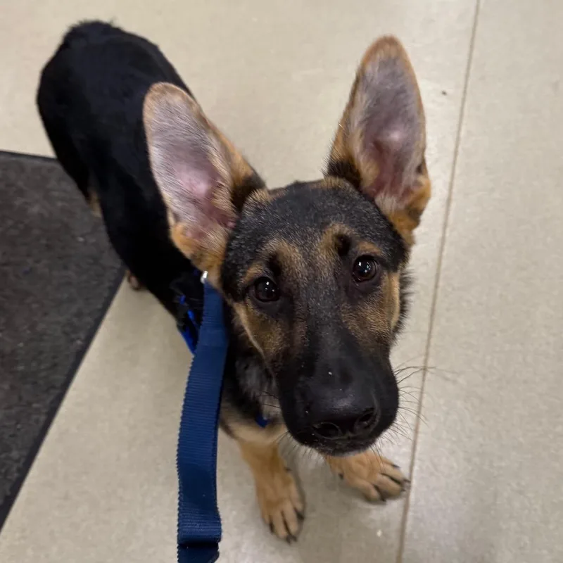 A baby medium-sized male Black German Shepherd Dog dog named Bruno for adoption in Warwick, RI