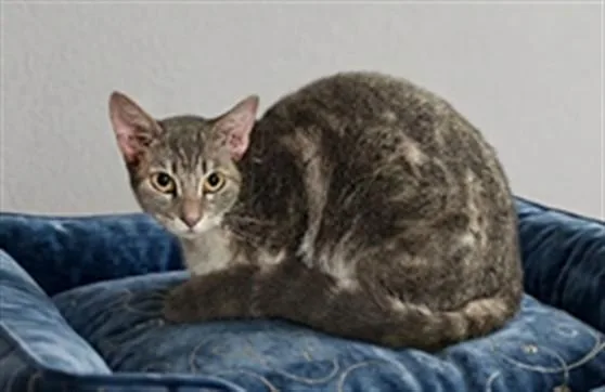 An adult medium-sized female Domestic Short Hair cat named Kitkat for adoption in Castaic, CA