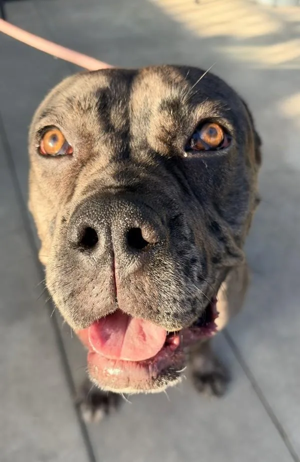 A young large-sized female Cane Corso dog named Neveah for adoption in Tulare, CA