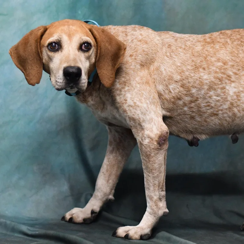 An adult medium-sized female Hound dog named Elsie for adoption in Defuniak Springs, FL
