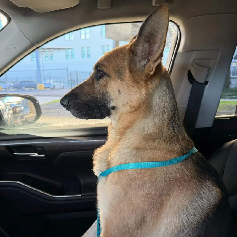 An adult large-sized male Yellow / Tan / Blond / Fawn German Shepherd Dog dog named Poe for adoption in New Orleans, LA