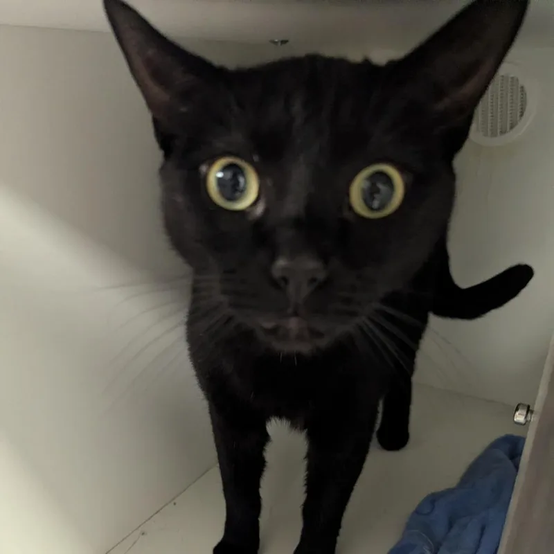 An adult small-sized male Black Domestic Short Hair cat named Augustus for adoption in Jeffersonville, IN