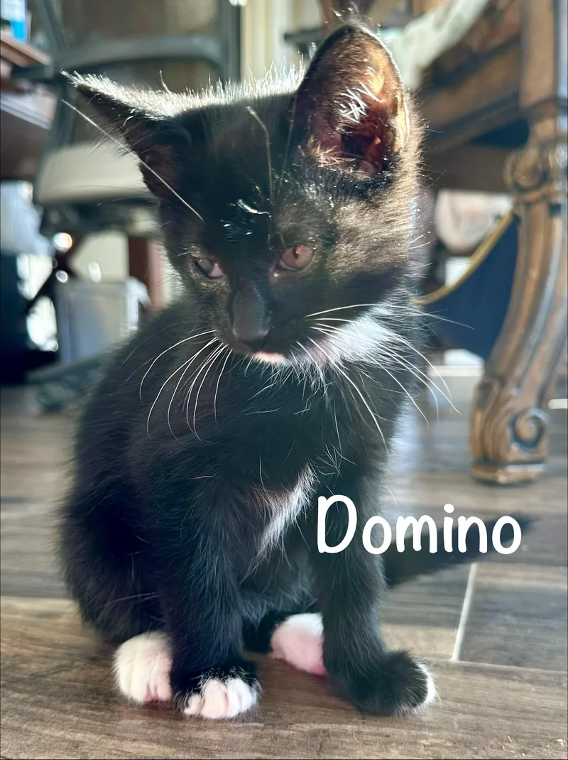 A baby medium-sized male Black & White / Tuxedo Domestic Short Hair cat named Domino for adoption in Houston, TX