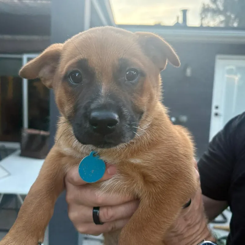 Brownie