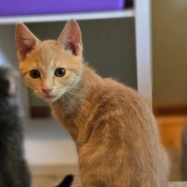 A baby small-sized male Buff / Tan / Fawn Domestic Short Hair cat named Milo for adoption in Grand Rapids, MN