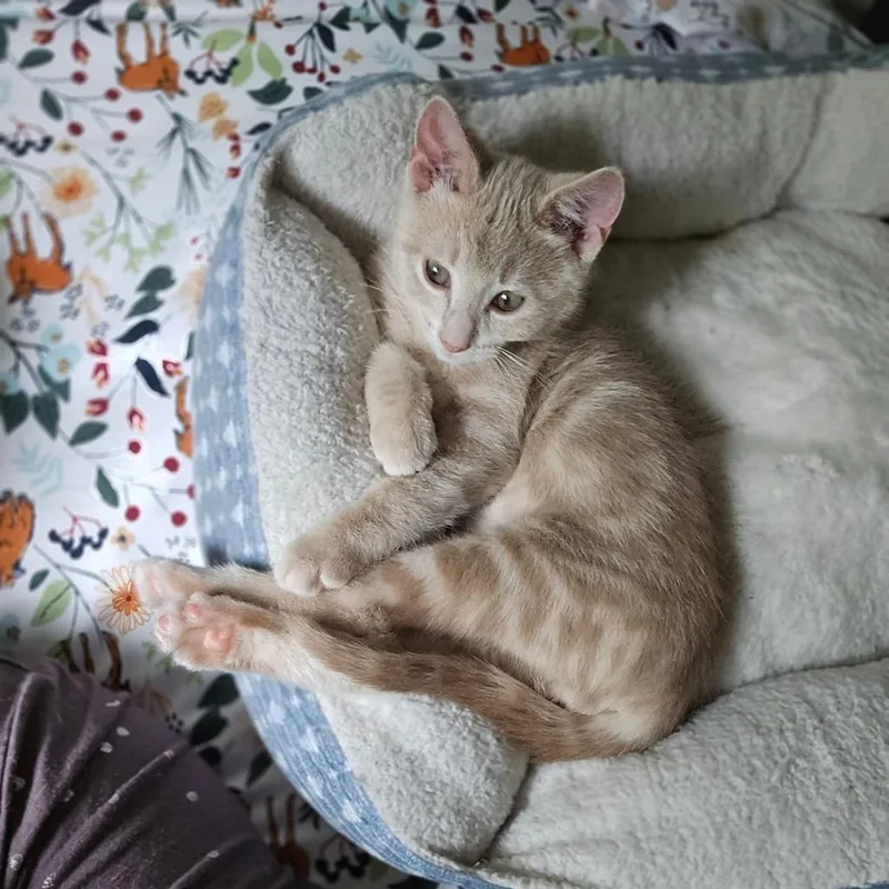 Milo thumbnail 2