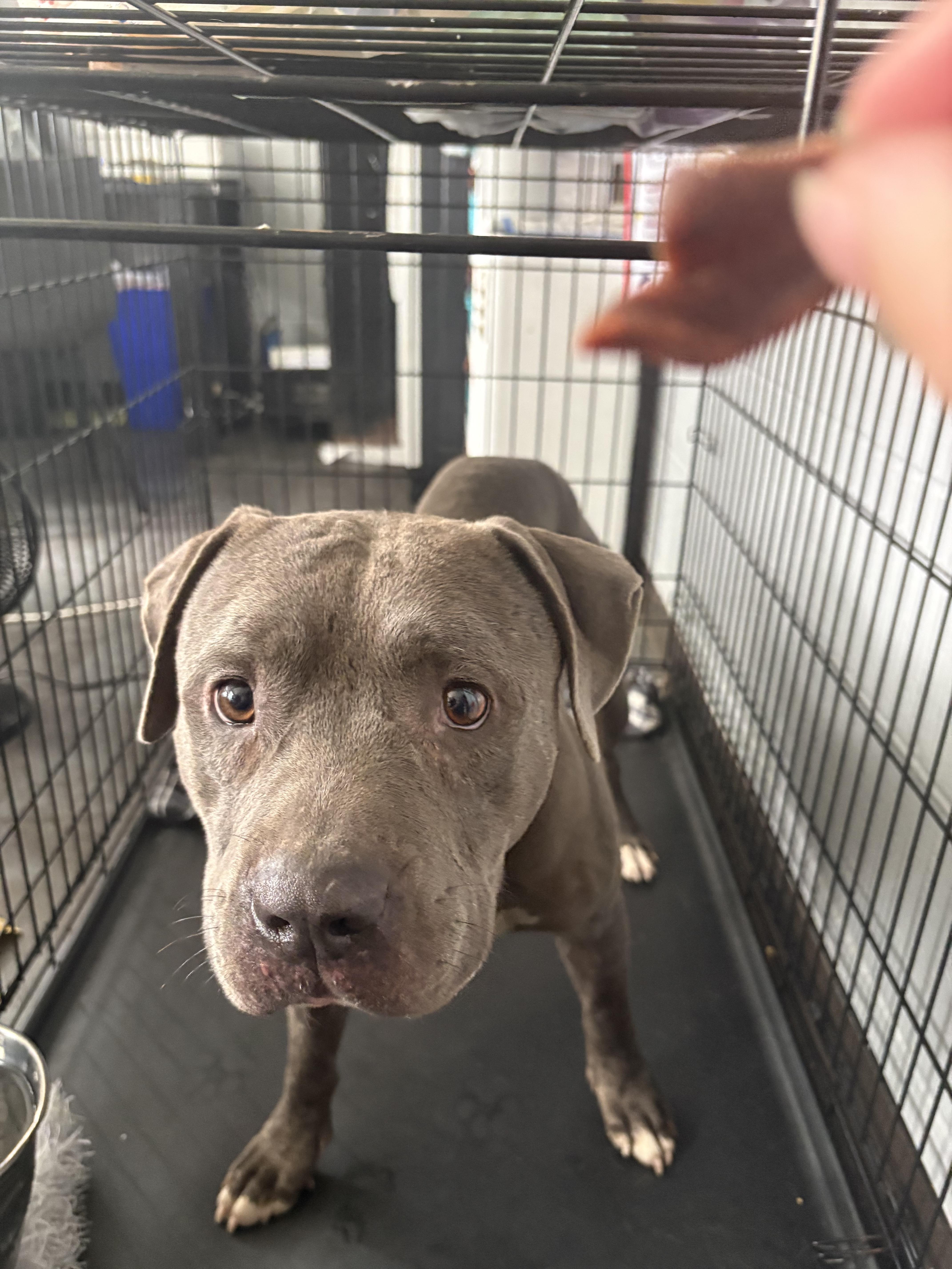 A young large-sized male Pit Bull Terrier dog named Asher for adoption in Hermitage, PA