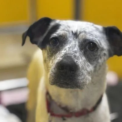 A young medium-sized female Australian Cattle Dog / Blue Heeler dog named Jess for adoption in Merriam, KS