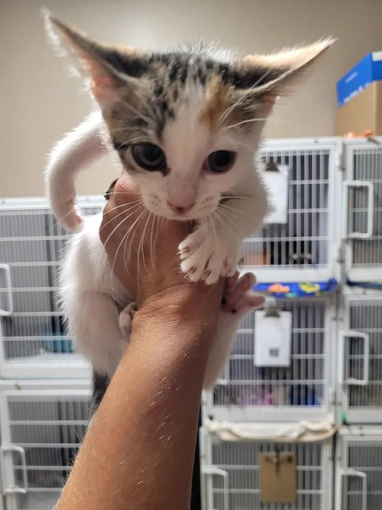 A baby small-sized female Domestic Short Hair cat named Jude for adoption in Huntsville, TX