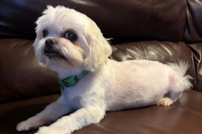 An adult small-sized male White / Cream Shih Tzu dog named Grady for adoption in Furlong, PA