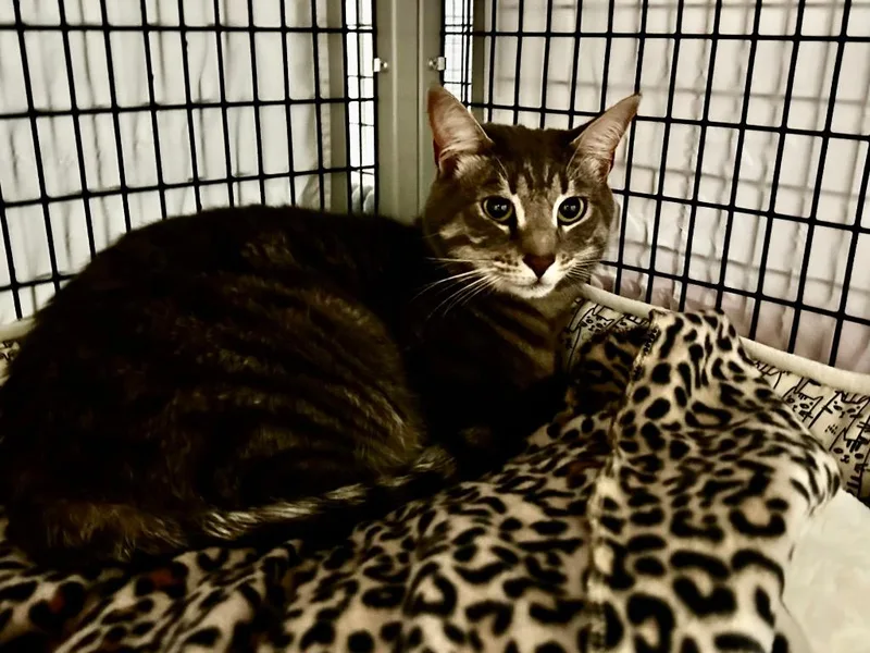 A young medium-sized male Domestic Short Hair cat named Silver for adoption in Raleigh, NC