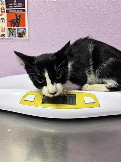 A baby medium-sized male Domestic Medium Hair cat named Oreos for adoption in El Paso, TX