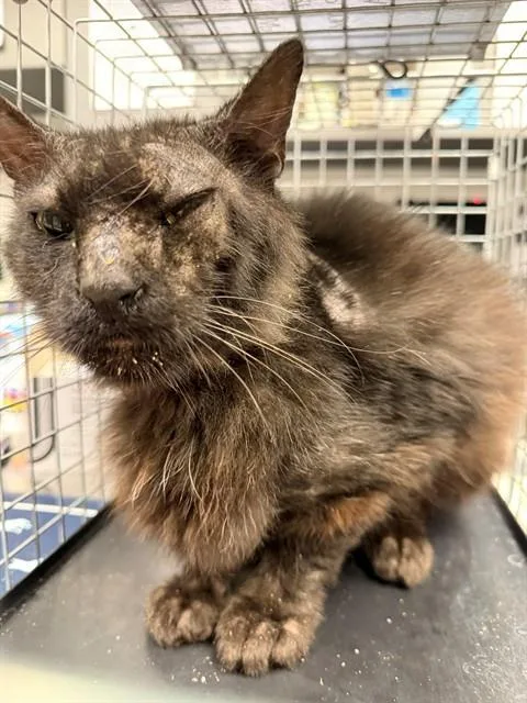 An adult small-sized male Domestic Short Hair cat named Victor for adoption in Ontario, CA