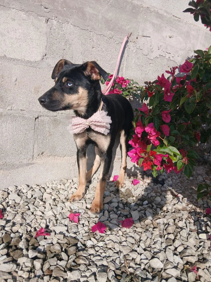 A young medium-sized female Black Labrador Retriever dog named Sugar for adoption in Los Angeles, CA