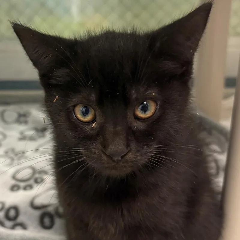A baby small-sized male Black Domestic Short Hair cat named Little Bear for adoption in East Hanover, NJ
