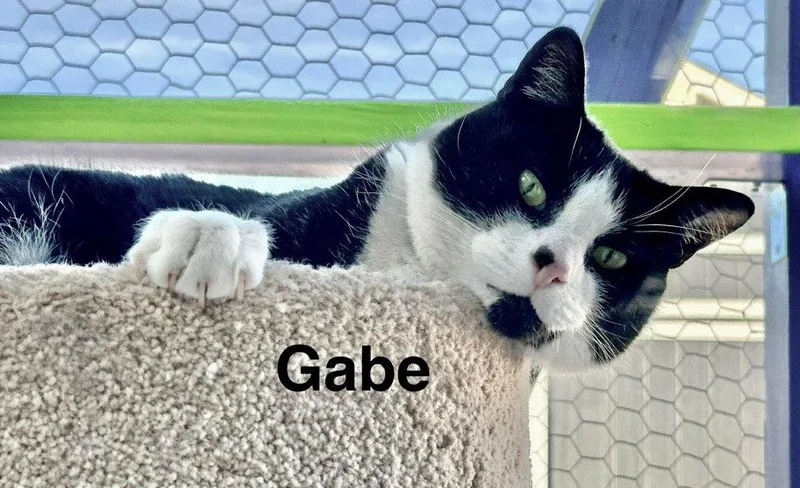 An adult small-sized male Turkish Van cat named Gabe for adoption in Saint George, UT