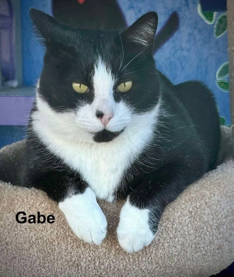 Gabe thumbnail 2