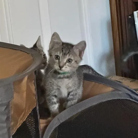 A baby small-sized male Gray / Blue / Silver Domestic Short Hair cat named Munter for adoption in Incline Village, NV