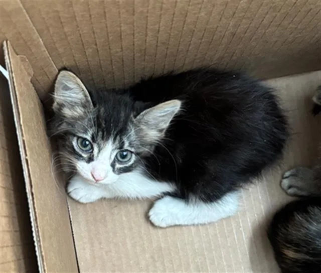 A baby medium-sized male Domestic Short Hair cat named Aj for adoption in Dallas, TX