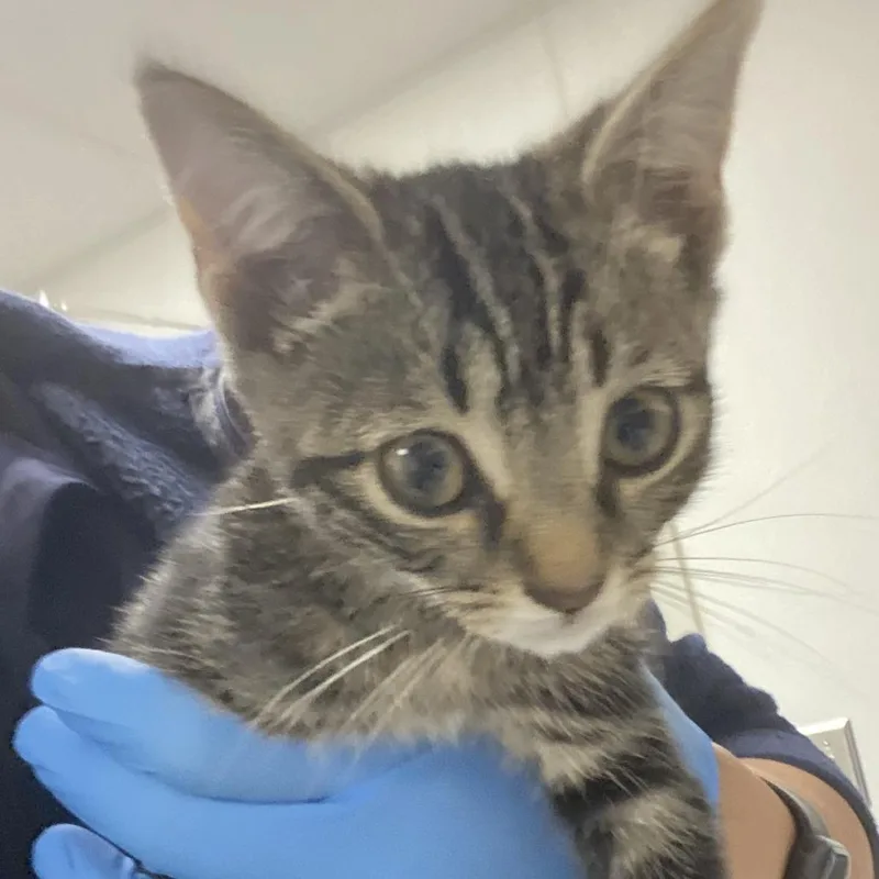 A baby small-sized male Brown / Chocolate Domestic Short Hair cat named 72166 for adoption in Harrisonburg, VA
