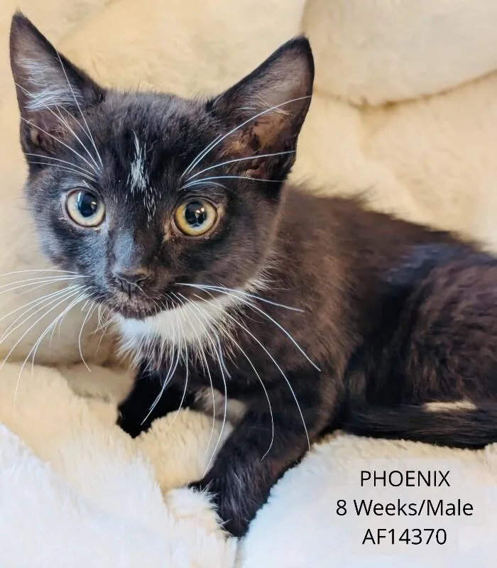 A young medium-sized male Black Domestic Short Hair cat named Phoenix for adoption in Supply, NC