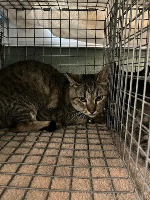 A young medium-sized male Domestic Short Hair cat named Boba Katt for adoption in Jacksonville, FL