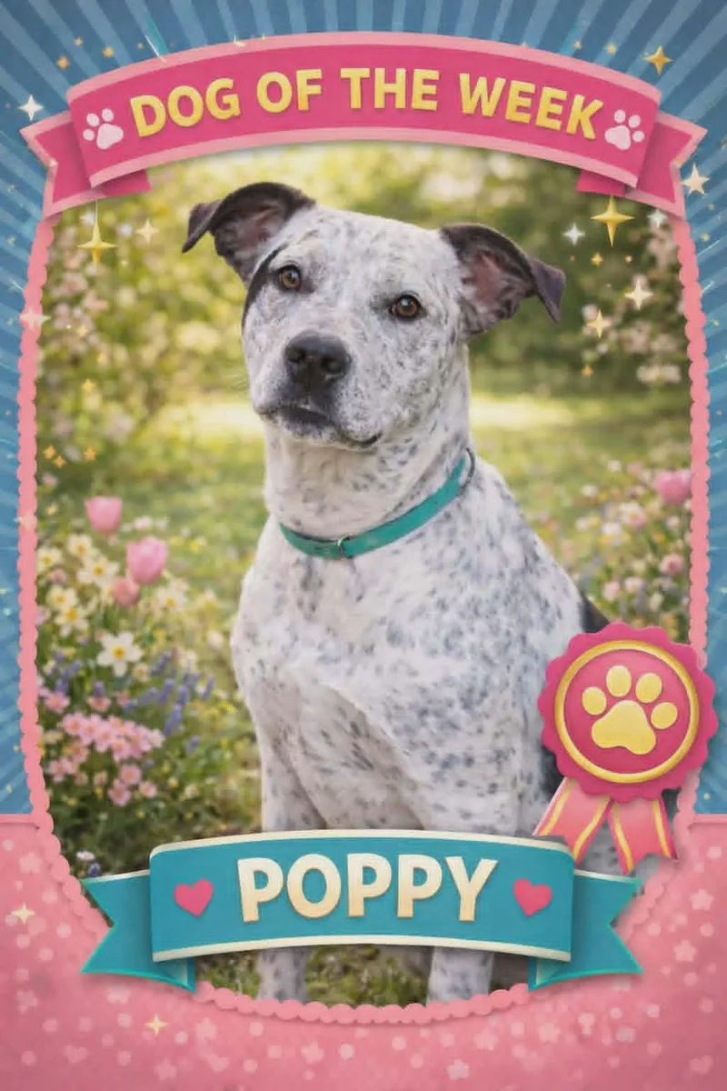 A young large-sized female Australian Cattle Dog / Blue Heeler dog named Poppy for adoption in Boston, KY