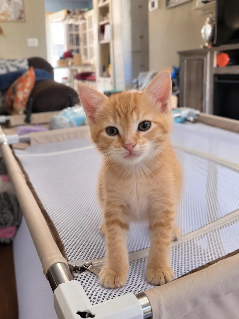 A baby medium-sized male Domestic Short Hair cat named Zayden for adoption in Parkville, MD