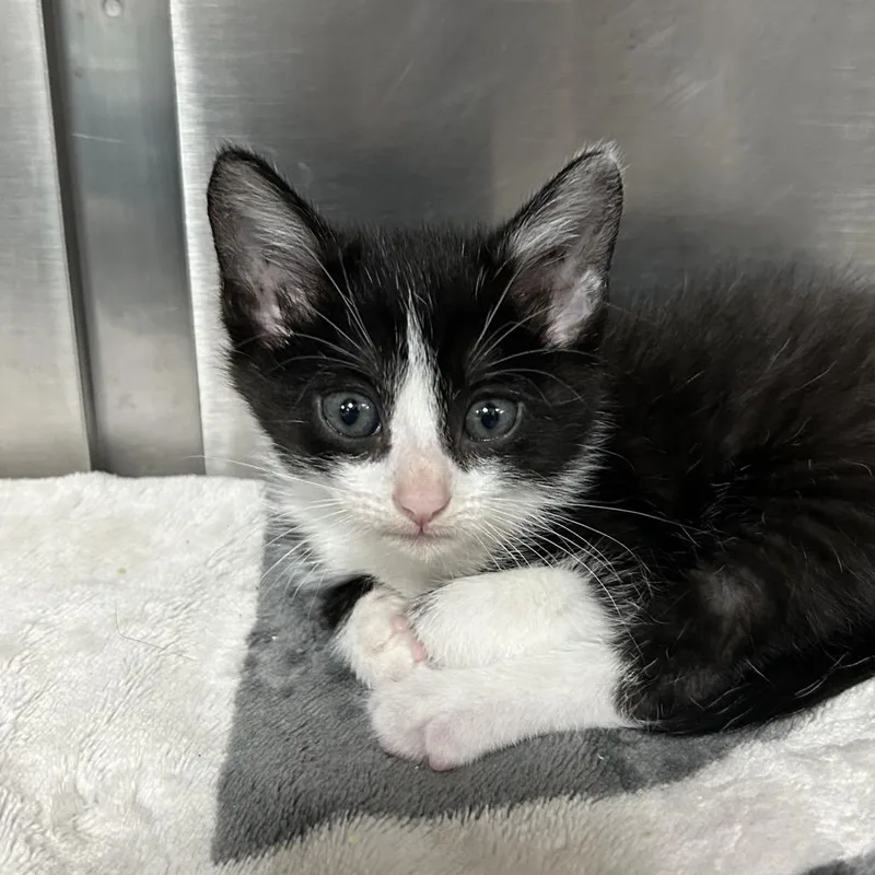A baby small-sized female Black Domestic Short Hair cat named Pip for adoption in Pensacola, FL
