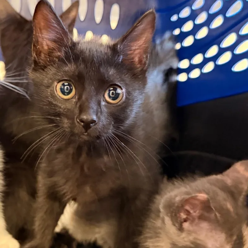 A baby small-sized female Black Domestic Short Hair cat named April for adoption in Birmingham, AL