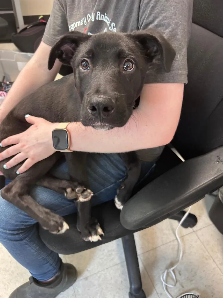 A baby medium-sized male Mixed Breed dog named Ringo for adoption in Mount Gilead, NC