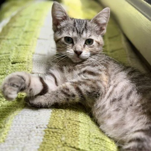 A baby small-sized female Tabby (Brown / Chocolate) Domestic Short Hair cat named Mothra for adoption in Fishers, IN