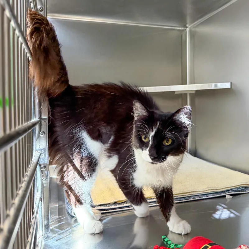 A young medium-sized female Domestic Medium Hair cat named Esmerelda for adoption in Scituate, MA