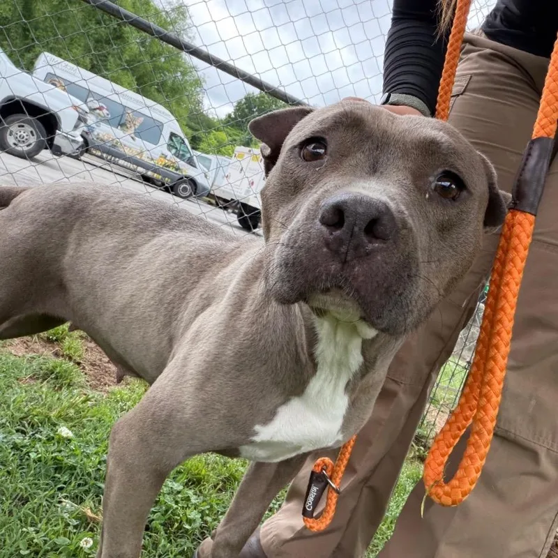 An adult medium-sized female Brindle Mixed Breed dog named Bellis for adoption in Chattanooga, TN
