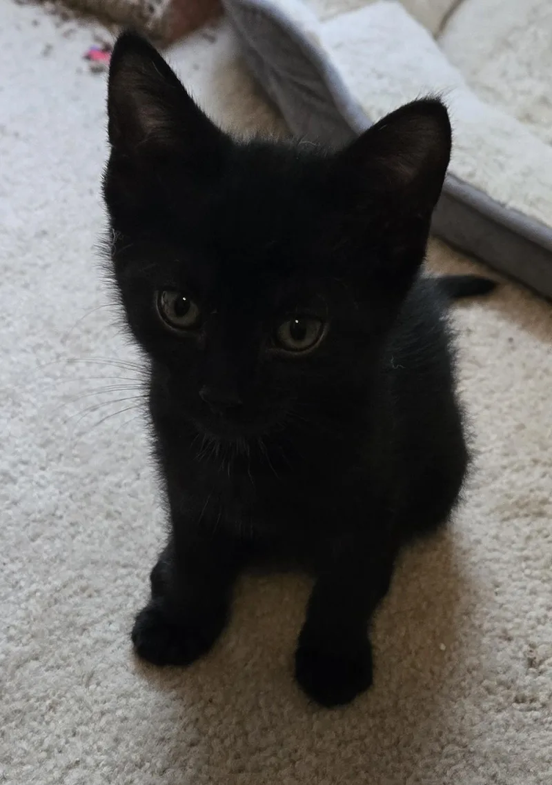 A baby medium-sized female Black Domestic Short Hair cat named Ginny for adoption in Grove City, OH