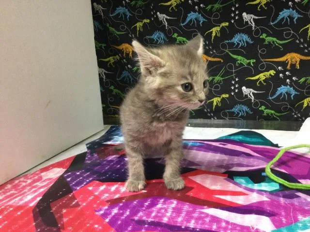 A baby small-sized female Domestic Short Hair cat named Gemini for adoption in Riverside, CA
