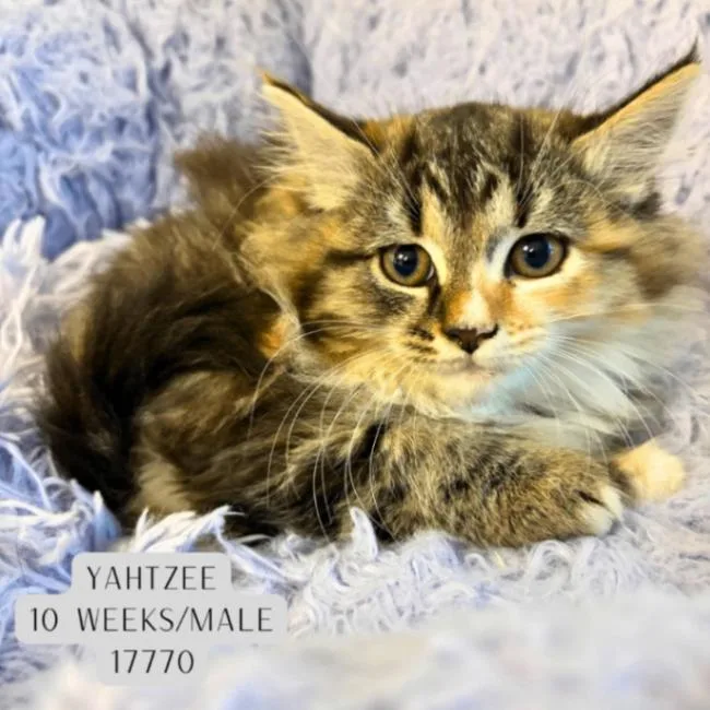 A young medium-sized female Calico Domestic Long Hair cat named Yahtzee for adoption in Supply, NC