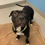 An adult large-sized female Mixed Breed dog named Raven for adoption in Hilliard, OH