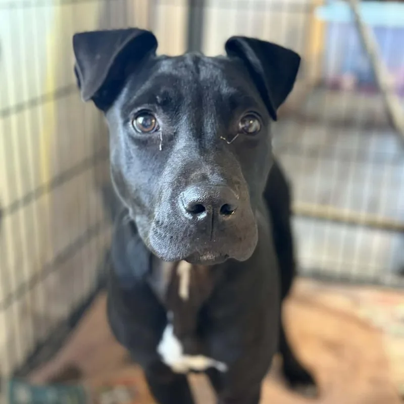 A baby medium-sized female Black Pit Bull Terrier dog named Maple for adoption in Concord, NC
