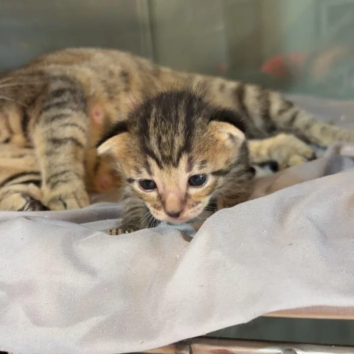 A baby small-sized female Domestic Short Hair cat named Seltzer for adoption in Livingston, TX