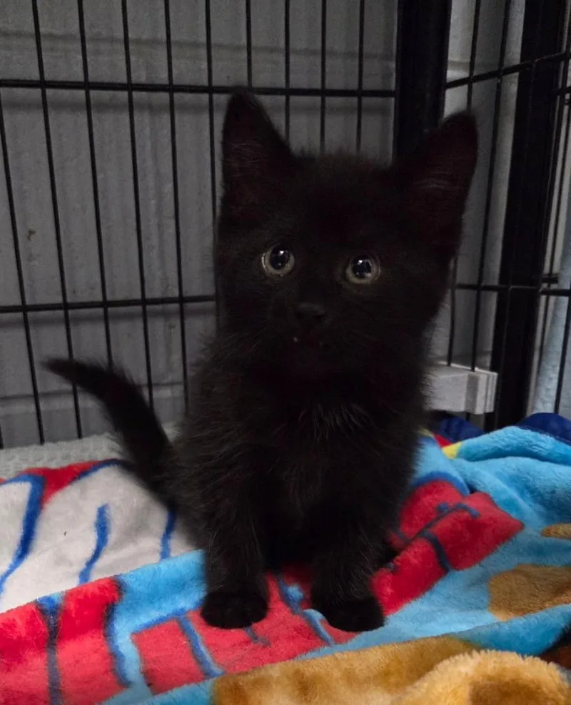 A baby small-sized female Domestic Short Hair cat named Pricilla for adoption in Muskegon, MI