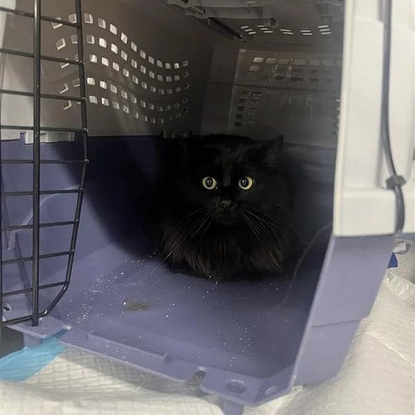 An adult medium-sized male Black Domestic Long Hair cat named Reed for adoption in Salt Lake City, UT