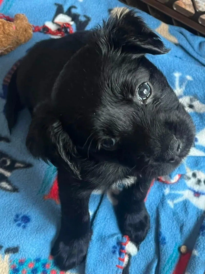 A baby medium-sized female Black Spaniel dog named Fiona for adoption in Orland Park, IL