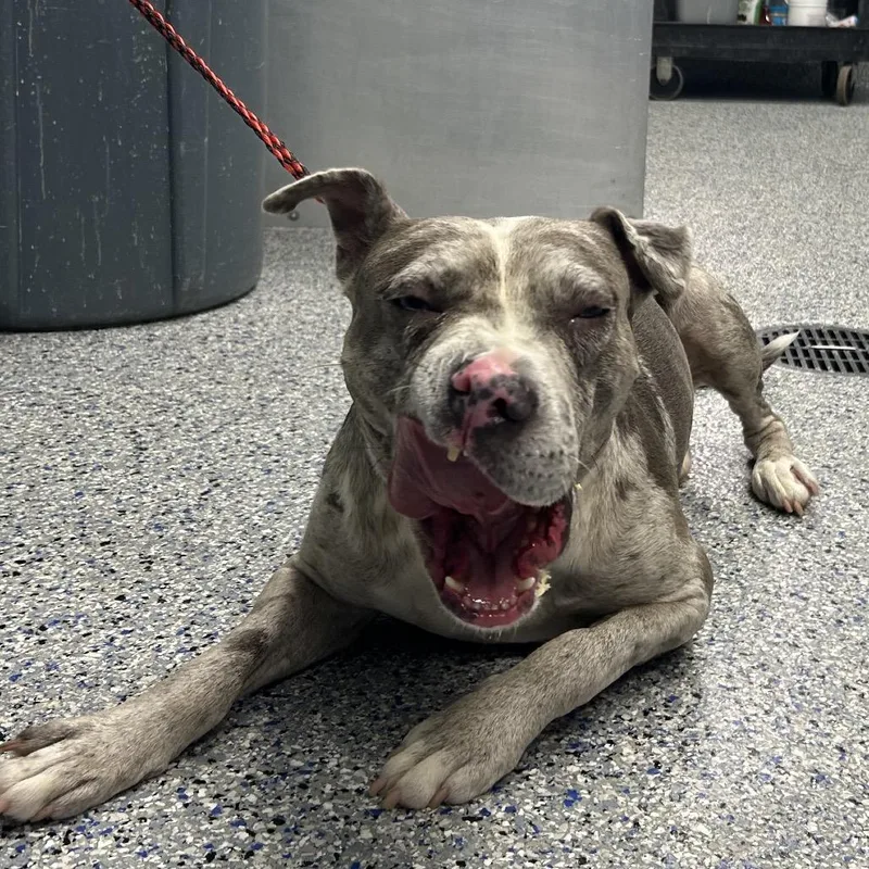 An adult medium-sized male American Staffordshire Terrier dog named Ghost for adoption in Greenville, SC