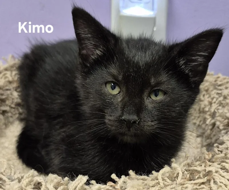 Kimo
